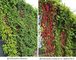 It also needs to go dormant in autumn and have a cold winter to seed correctly. Different Types Of In Vitro Cultures Of Schisandra Chinensis And Its Cultivar S Chinensis Cv Sadova A Rich Potential Source Of Specific Lignans And Phenolic Compounds Springerlink