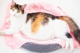 Kapan gejala hamil bisa terjadi setelah berhubungan intim? Kenali Masa Hamil Kucing Dan Tanda Tandanya Halaman All Kompas Com