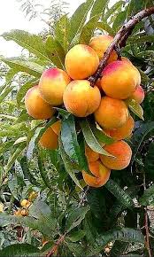 Pin De Kavithra Padmanaban Em Gardening Frutas Exoticas Frutas E Vegetais Frutas Tropicais