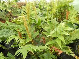 Image result for Anemiaceae