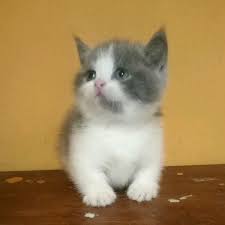 Bila ingin memelihara kucing munchkin dan mengikuti proses kelahirannya, beli saja kucing munchkin betina. Jual Pre Order Kucing Munchkin Minuet Jantan Di Lapak Ivan Ahmad Bukalapak