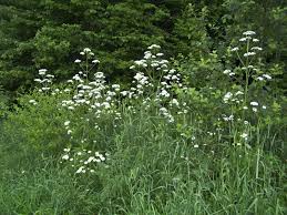 ( berteroa incana) anemone, canada. Perennials Snakeroot Organic Farm