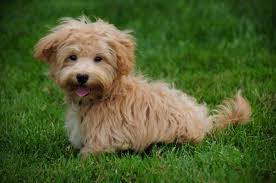 can you say awww these 30 teddy bear dog breeds are the cutest things you ll see all day in 2021 dog breeds bear dog breed best dog breeds