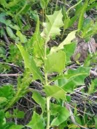 Image result for Barleria rhynchocarpa