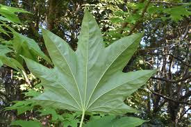 ハリギリ 針桐 庭木図鑑 植木ペディア