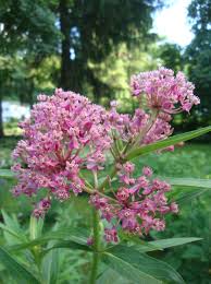Image result for Asclepias aurea