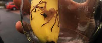 Die brasilianische wanderspinne wird auch bananenspinne genannt. Spinne Versteckte Sich In Bananenkiste