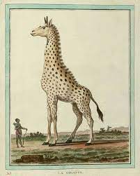 Molly houses appeared in 18th century london and other large cities. 18th Century Nature Artists Had To Draw These Animals Without Ever Seeing Them Before So Weird Animal Illustration Animal Drawings Giraffe