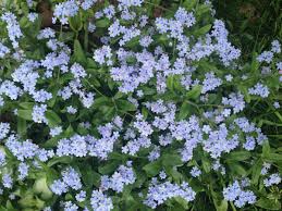 They are one of the few plants with bright blue petals, but you can also see light pink, cream, white, yellow, and purple petals. Homestead Stories Forget Me Not Flowers Insteading