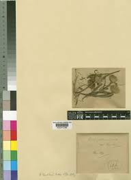 Image result for Porphyrostemma grantii