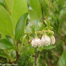 Image result for Loudetia angolensis