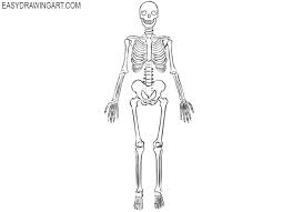 From here, you will draw in the rest of the head to the left of the side. How To Draw A Skeleton