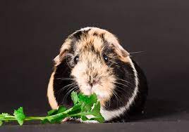 Life Expectancy Guinea Pig How Long Do Guinea Pigs Live Vet Explains Pets