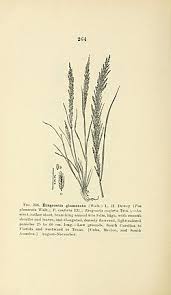 Image result for Eragrostis japonica