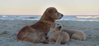This page provides a listing of virginia golden retriever breeders. Welcome To