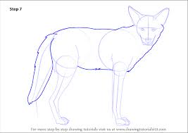 Get rid of such things, and the coyote might go elsewhere. Learn How To Draw A Coyote Wild Animals Step By Step Drawing Tutorials
