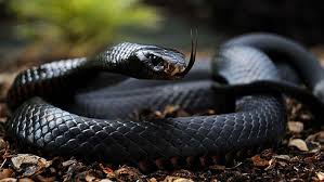 Anaconda este un sarpe urias, care face parte din familia boa, acesta mai purtand si numele de boa de apa. 11 Cei Mai Veninosi Si Periculosi Serpi Din Lume Inbors