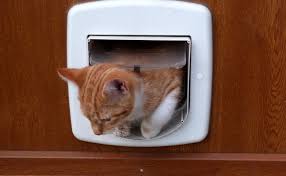 Comment bien nourrir son chat ? Noms De Chat En S Annee 2021 Idees De Prenom Pour Chat