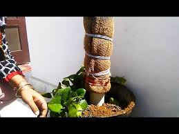 This video features a money plant / pothos growing on a coir stick in a plastic pot with cow dung as the soil. Money Plant How To Make Moss Stick For Money Plant At Home How To Care Money Plant Pathos Youtube Plants Money Plant Monstera Plant