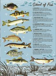 About fishing reports for fox river reservoir near mchenry a detailed fishing report for the fox river reservoir will make the difference between a good fishing here and a bad one. Fishing Fishing Lake County Forest Preserves