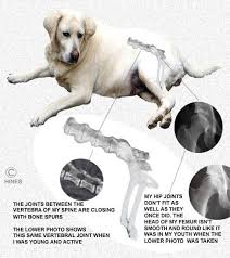 It is a malignant tumor of the bone and can develop in any bone, but most often occurs in bones bordering the shoulder, wrist and knee. Dealing With Arthritis Joint And Back Pain In Your Older Dog