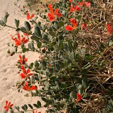 Image result for Kalaharia uncinata