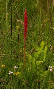 Image result for Satyrium coriophoroides