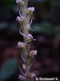 Image result for Hetaeria heterosepala