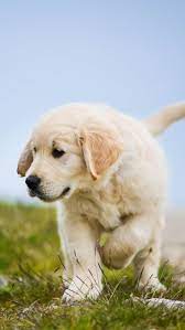 Golden Retriever Dog Phone Wallpaper