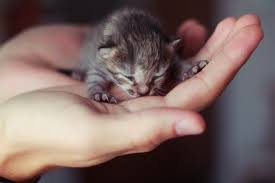 During the first few weeks of life, a kitten's primary concerns are feeding, keeping warm, developing social skills and learning how to excrete on his own. What To Do And Not Do When You Find Newborn Infant Or Young Kittens No Kill Pima County