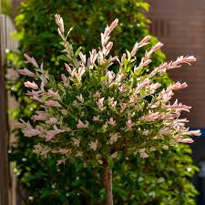 Image result for venturia saliciperda willow tree