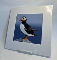 Standing Puffin Print