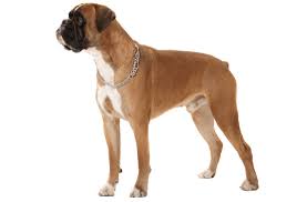 Find boxer puppies for sale and dogs for adoption. Boxer Puppies For Sale In Avon Indiana Adoptapet Com