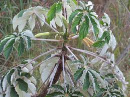 Image result for Cecropia pachystachya
