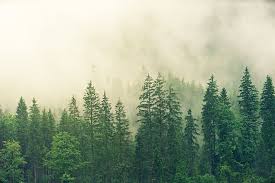 Fog Coniferous Forest Spruce Forest Green Colourless Nature Tree Cc0 Public Domain Royalty Free Piqsels Best images with animals and pictures of woods and forests with trees, ponds, waterfalls and glades.