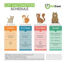 Vaccinations will be required on an annual basis to ensure that your cat doesn't come in contact with any deadly diseases / viruses. Cat And Kitten Vaccinations Schedule Cost In Australia