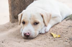 At 8 weeks of age, your puppy is ready to leave its mother and littermates, and join your family. Diarrhea Long Term In Dogs Symptoms Causes Diagnosis Treatment Recovery Management Cost
