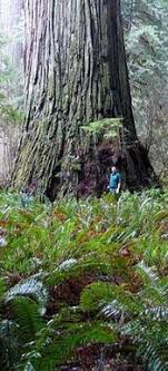 Many redwoods grow to heights of more than 300 feet (90 meters). Sequoia Facts For Kids