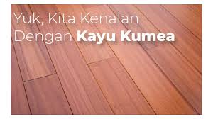 Beberapa kayu lantai yang digunakan terkadang meninggalkan tingkat kualitas karena dikejar oleh permintaan pasar. Yuk Kita Kenalan Dengan Kayu Kumea Toko Lantai Kayu