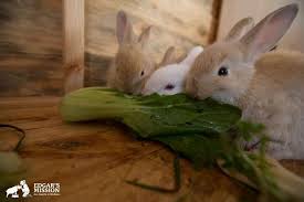 Netherland bunnies can eat the same foods as other pet rabbits. Daily Diet Treats And Supplements For Rabbits The Open Sanctuary Project
