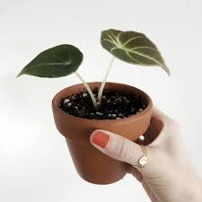 Ships from and sold by wellspring gardens. Online Babyplants Erfahrung Von Der Babypflanze Zum Dschungel