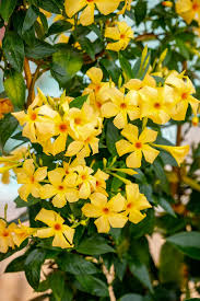 Image result for dipladenie žlutá obrázek