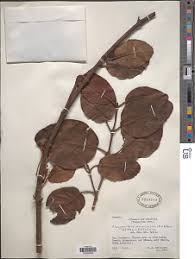 Image result for Phragmanthera usuiensis