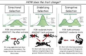 3 Types Of Natural Selection Teaching Biology Science Lessons Biology Lessons