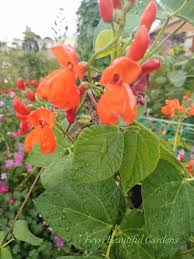 Image result for Phaseolus coccineus