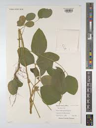 Image result for Glycine max