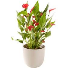 However, you can also find get well flowers available, which can brighten a sick person's day. Amsterdam Anthurium Including Pot Flower Delivery The Anthurium With Pot Flower Delivery Amsterdam Online Florist Amsterdam