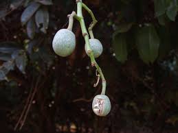 Image result for Cissus cornifolia