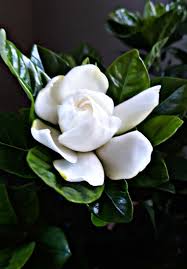 متفائل Flowers Lilac Rose