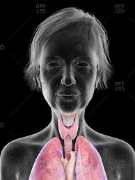 Internal organs of human bodysome important parts are inside our body.they are called internal organs.our heart is like a pump and it sends blood to the. Anatomy Body Organs Stock Photos Offset